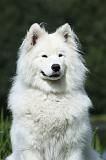 SAMOYEDE 016